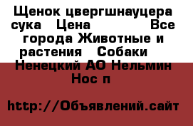 Щенок цвергшнауцера сука › Цена ­ 25 000 - Все города Животные и растения » Собаки   . Ненецкий АО,Нельмин Нос п.